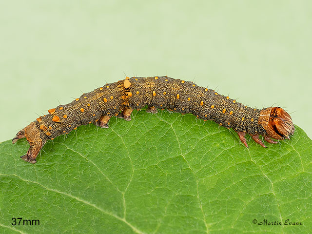  72.079 Rosy Underwing larva 37mm Copyright Martin Evans 