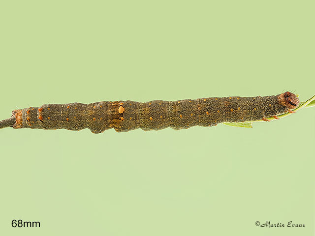  72.079 Rosy Underwing larva 68mm Copyright Martin Evans 