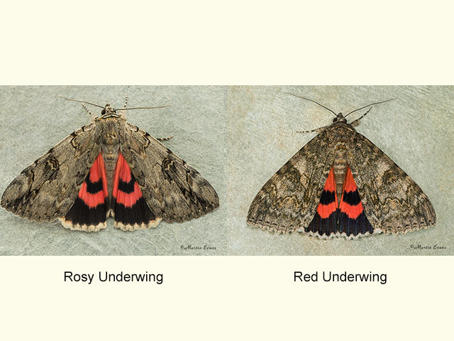  72.079 Rosy Underwing and Red Underwing Copyright Martin Evans 