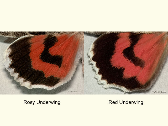  72.079 Rosy Underwing and Red Underwing (underwings) Copyright Martin Evans 