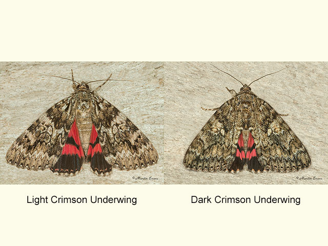 72.082 Light Crimson Underwing and Dark Crimson Underwing Copyright Martin Evans 