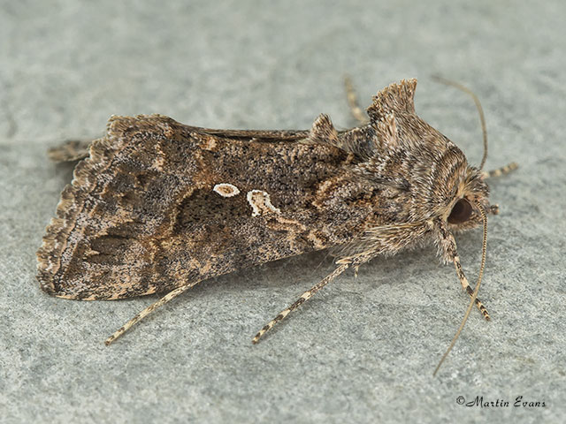  73.003 Ni Moth Copyright Martin Evans 