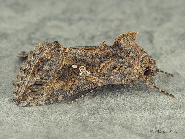  73.003 Ni Moth Copyright Martin Evans 