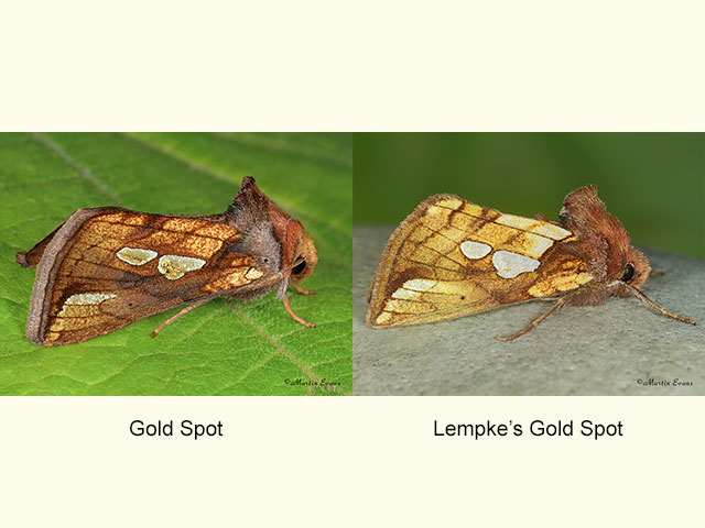  73.022 Gold Spot and Lempke's Gold Spot Copyright Martin Evans 