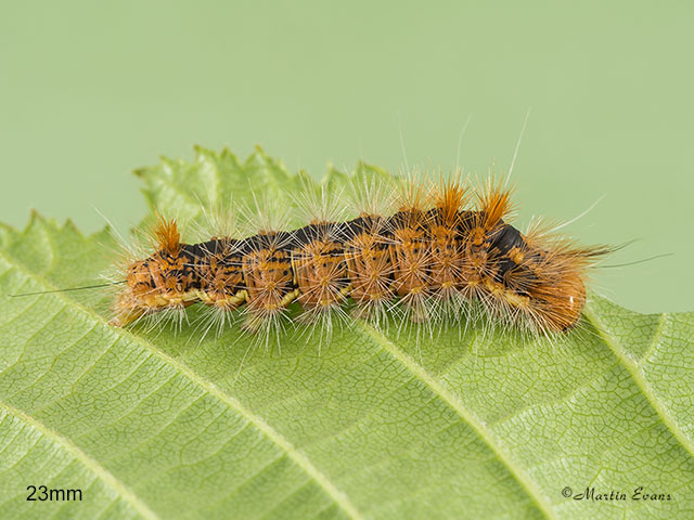  73.032 Nut-tree Tussock larva 23mm Copyright Martin Evans 