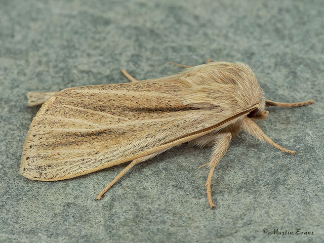  73.035 Reed Dagger or Powdered Wainscot Copyright Martin Evans 