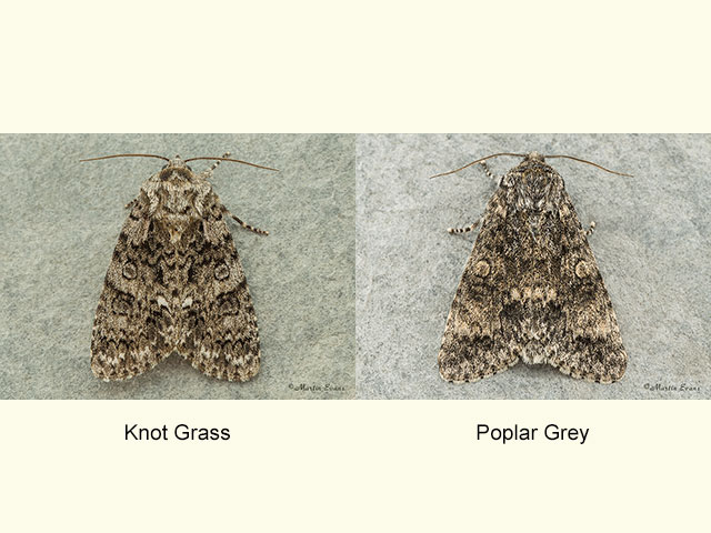  73.045 Knot Grass and Poplar Grey Copyright Martin Evans 