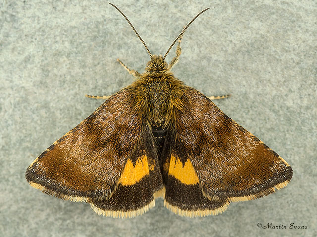  73.048 Small Yellow Underwing Copyright Martin Evans 
