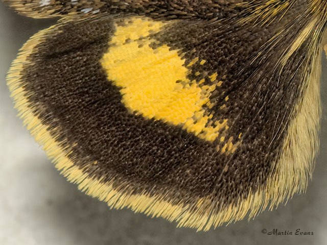  73.048 Small Yellow Underwing (underwing) Copyright Martin Evans 