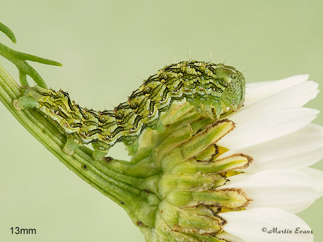  73.053 Chamomile Shark larva 13mm Copyright Martin Evans 