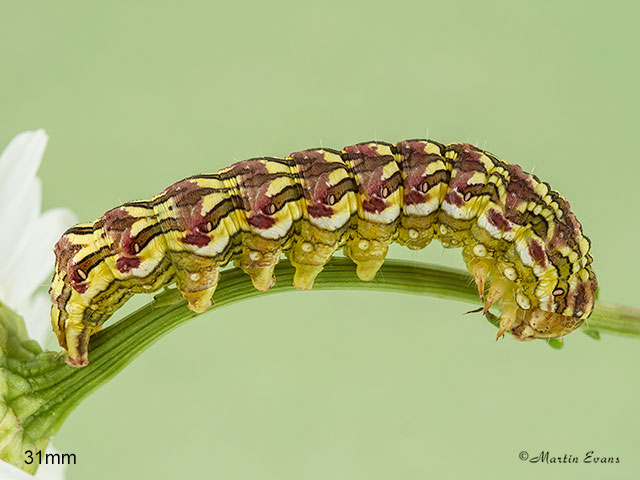  73.053 Chamomile Shark larva 31mm Copyright Martin Evans 