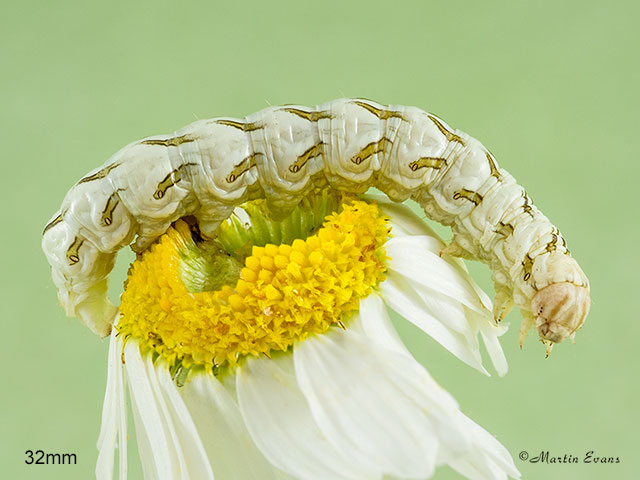  73.053 Chamomile Shark larva 32mm Copyright Martin Evans 