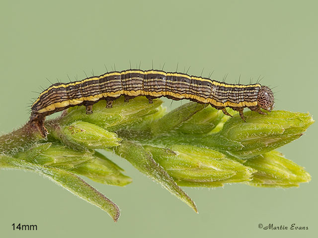  73.055 Star-wort larva 14mm Copyright Martin Evans 
