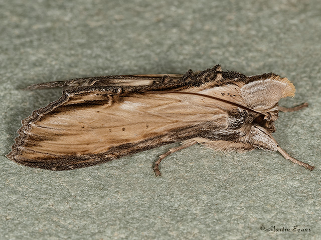  73.057_striped Lychnis Copyright Martin Evans 