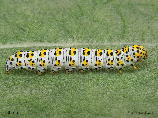  73.058 Mullein Moth larva 36mm Copyright Martin Evans 