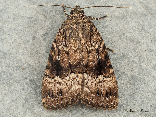  73.062 Copper Underwing Copyright Martin Evans 