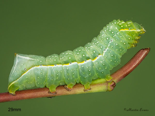  73.062 Copper Underwing larva 29mm Copyright Martin Evans 