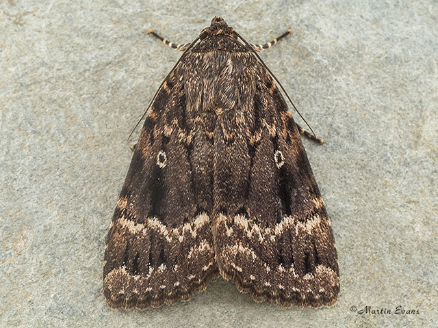  73.062 Copper Underwing dark form Copyright Martin Evans 