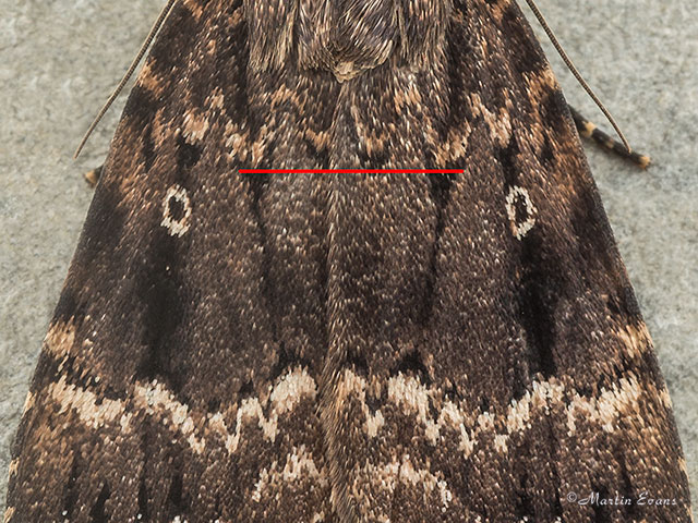   73.062 Copper Underwing central wing area Copyright Martin Evans 