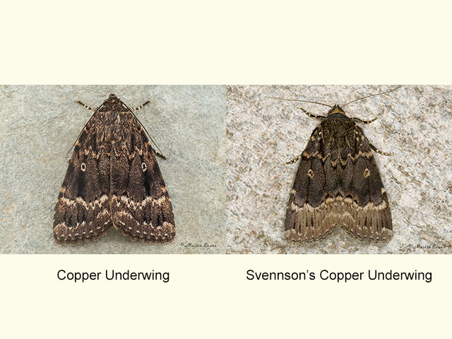  73.062 Copper Underwing and Svennson's Copper Underwing Copyright Martin Evans 