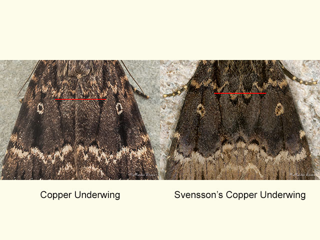  73.062 Copper Underwing and Svennson's Copper Underwing central wing area Copyright Martin Evans 