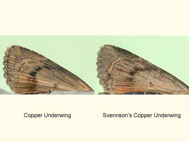  73.062 Copper Underwing and Svennson's Copper Underwing underwing Underwing Copyright Martin Evans 