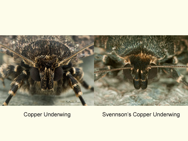  73.062 Copper Underwing and Svennson's Copper Underwing palps Copyright Martin Evans 