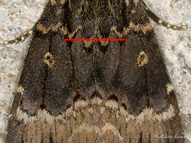  73.063 Svensson's Copper Underwing central forewing area Copyright Martin Evans 
