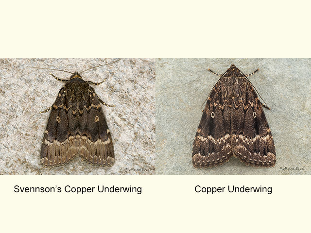  73.063 Svensson's Copper Underwing and Copper Underwing Copyright Martin Evans 
