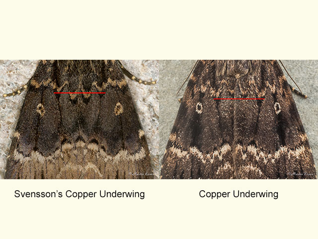  73.063 Svensson's Copper Underwing and Copper Underwing central forewing area Copyright Martin Evans 