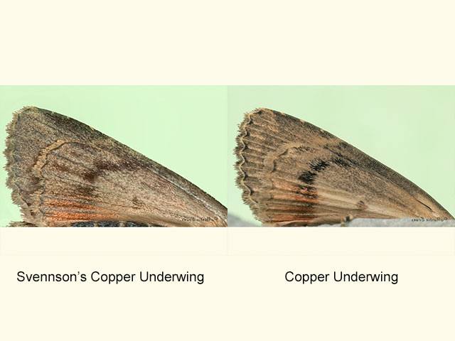  73.063 Svensson's Copper Underwing and Copper Underwing underwing Copyright Martin Evans 