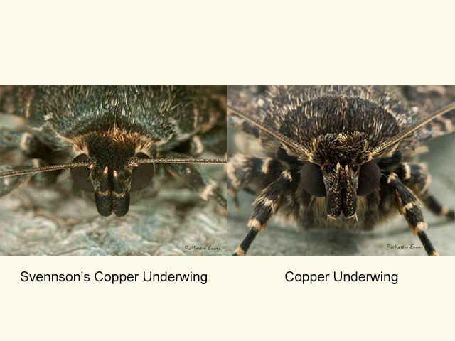  73.063 Svensson's Copper Underwing and Copper Underwing palps Copyright Martin Evans 