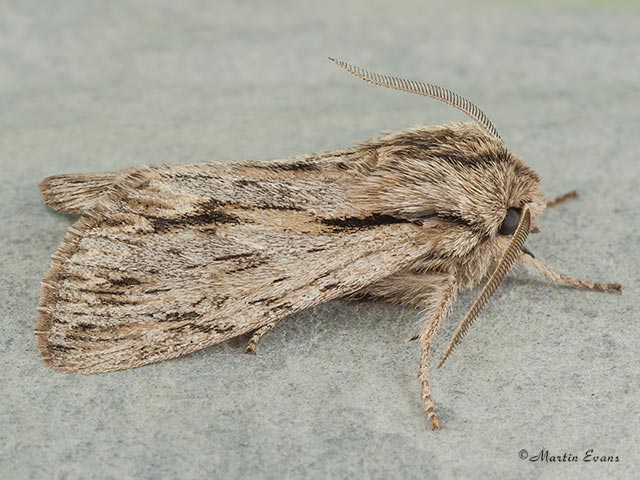  73.065 Sprawler Copyright Martin Evans 