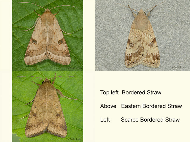  73.074 Bordered Straw, Eastern Bordered Straw and Scarce Bordered Straw Copyright Martin Evans 