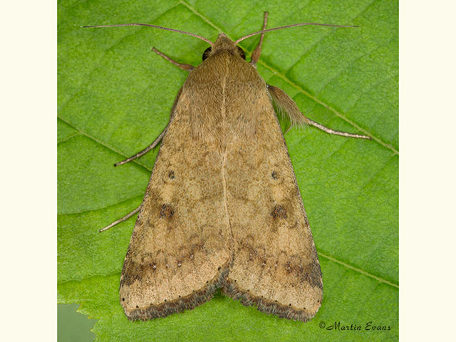  73.076 Scarce Bordered Straw Copyright Martin Evans 