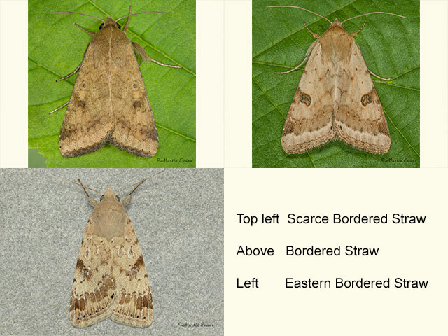  Scarce Bordered Straw, Bordered Straw and Eastern Bordered Straw Copyright Martin Evans 