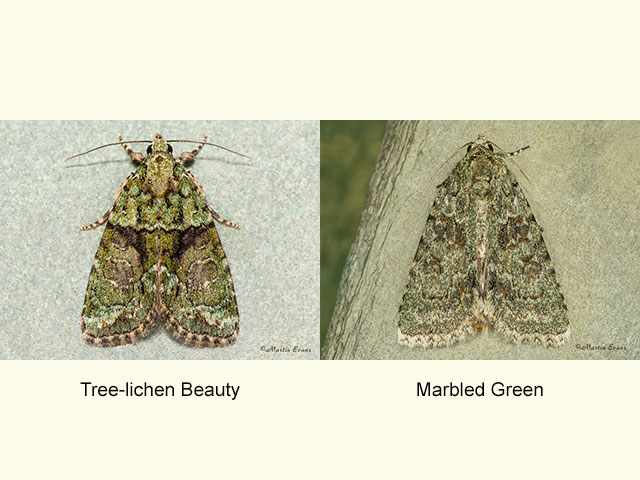  73.082 Tree-lichen Beauty and Marbled Green Copyright Martin Evans 