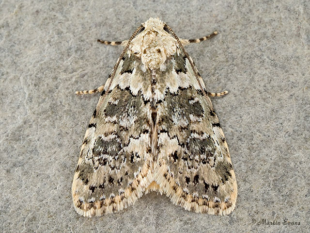  73.084 Marbled Beauty Copyright Martin Evans 