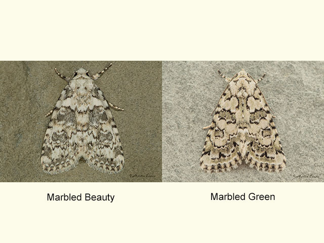  73.084 Marbled Beauty and Marbled Green Copyright Martin Evans 