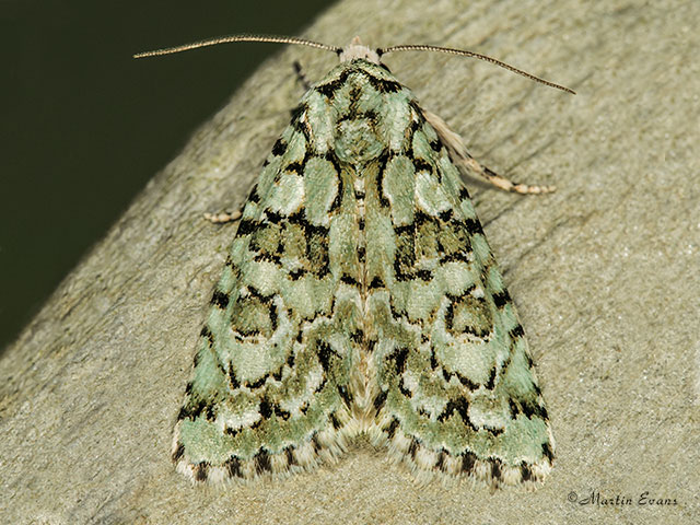  73.085 Marbled Green Copyright Martin Evans 