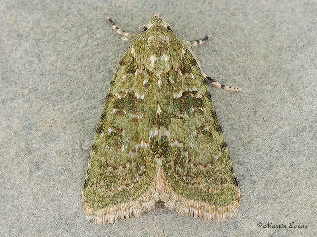  73.085 Marbled Green Copyright Martin Evans 