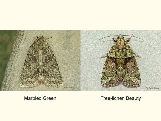  73.085 Marbled Green and Tree-lichen Beauty Copyright Martin Evans 