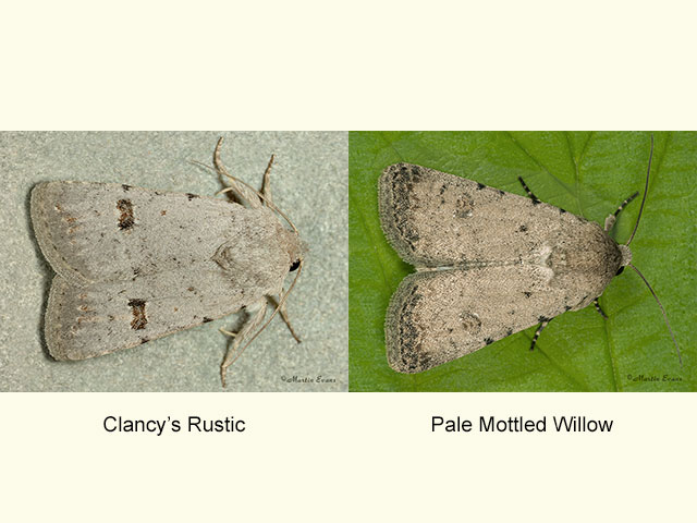  73.093 Clancy's Rustic, Pale Mottled Willow Copyright Martin Evans 