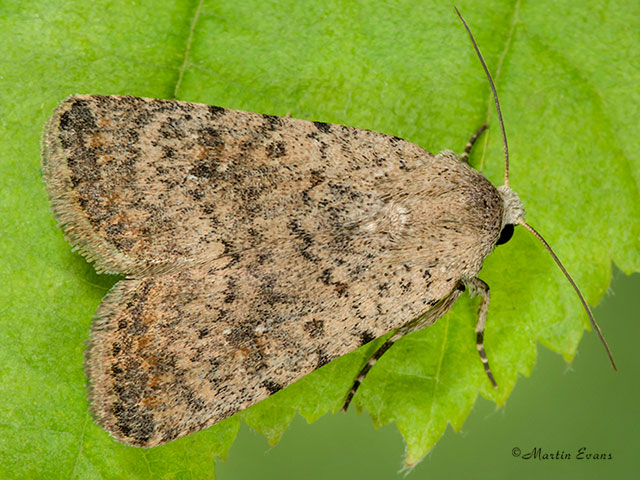  73.095 Pale Mottled Willow Copyright Martin Evans 