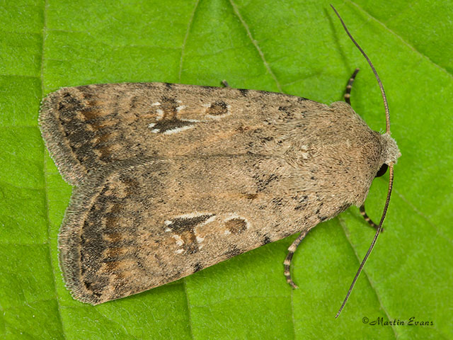  73.095 Pale Mottled Willow Copyright Martin Evans 