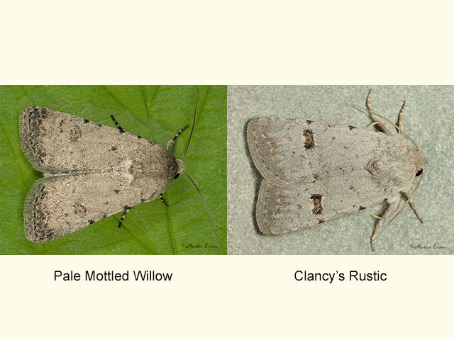  73.095 Pale Mottled Willow, Clancy's Copyright Martin Evans 