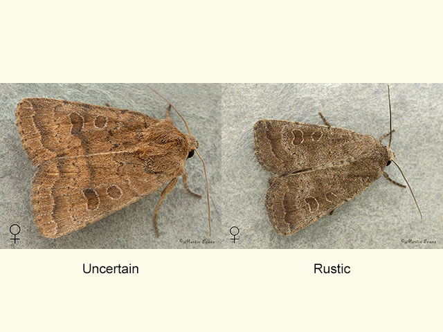  73.096 Uncertain and Rustic Copyright Martin Evans 