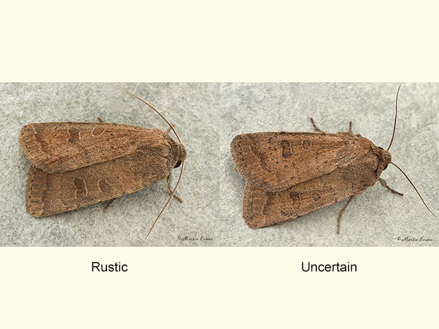  73.097 Rustic and Uncertain Copyright Martin Evans 