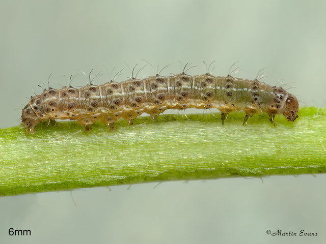  73.099 Vine's Rustic larva 6mm  Copyright Martin Evans 