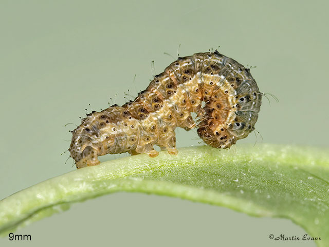  73.099 Vine's Rustic larva 9mm  Copyright Martin Evans 